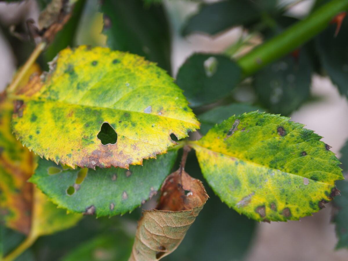 One of the most common rose diseases, black spot, is obvious on this rose foliage.  This is another disease that can be easily controlled with oil sprays so long as the spraying begins before the black spot shows up. If applied later it will protect the foliage from additional infection, but the damaged foliage will still look like this. ANDREW MESSINGER