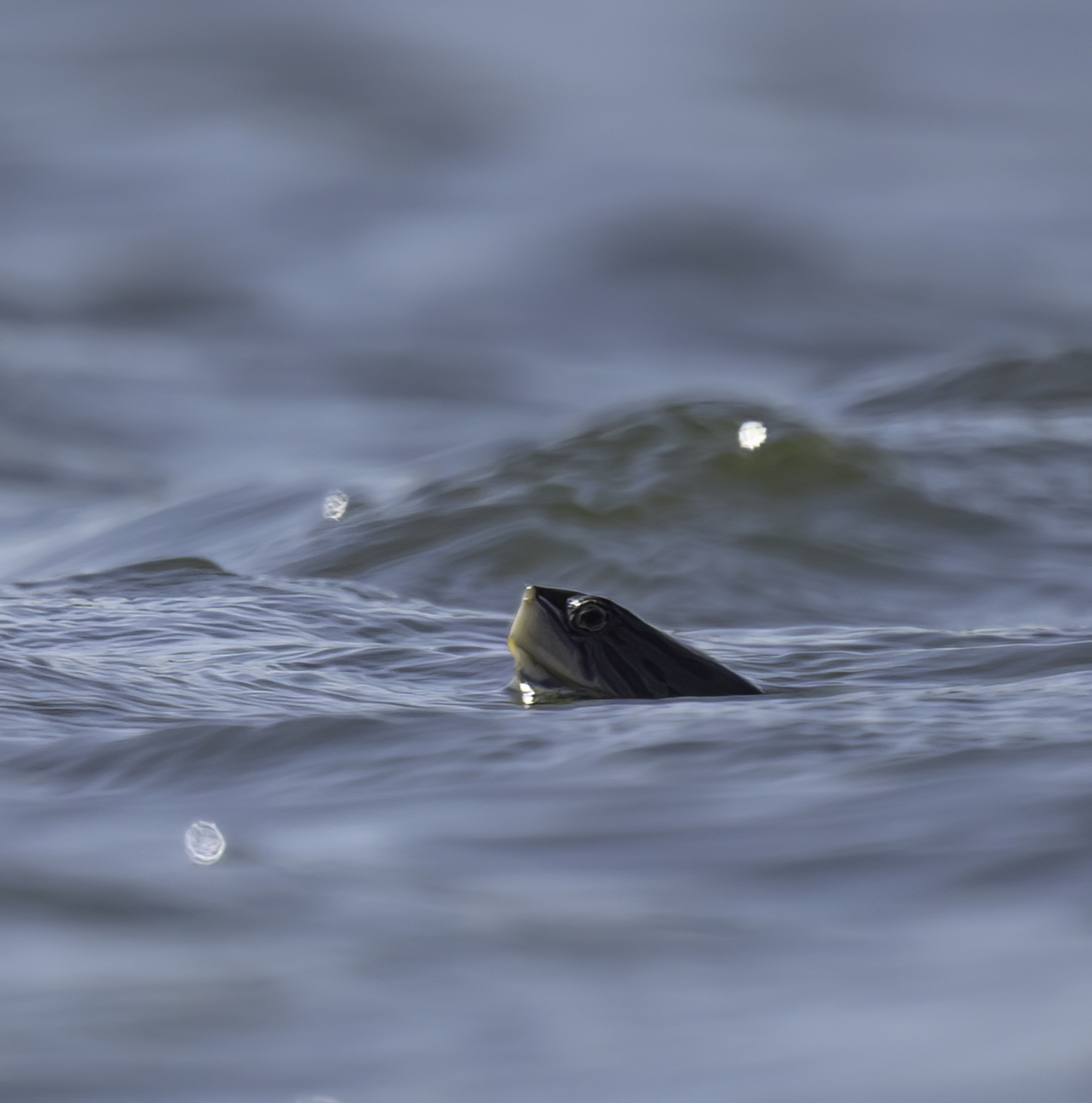 A turtle pokes its head out of the water.  MARIANNE BARNETT