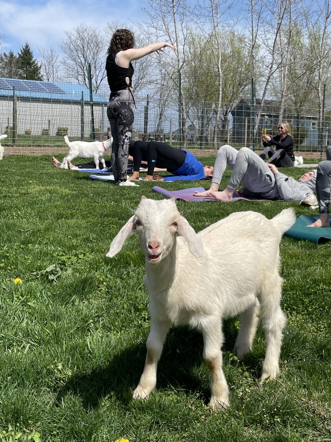 Goat Yoga on the East End Will Have You Grazing for More
