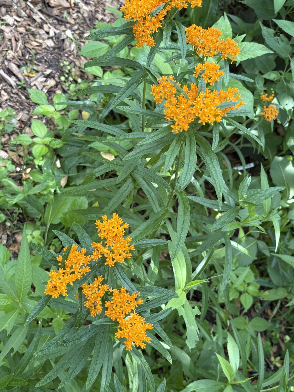 Asclepias tuberosa, butterflyweed. LINDA WHITAKER