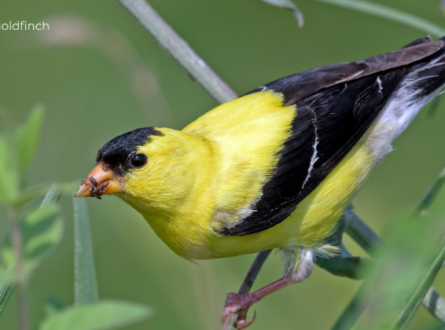 Bird Walk at Camp Hero State Park