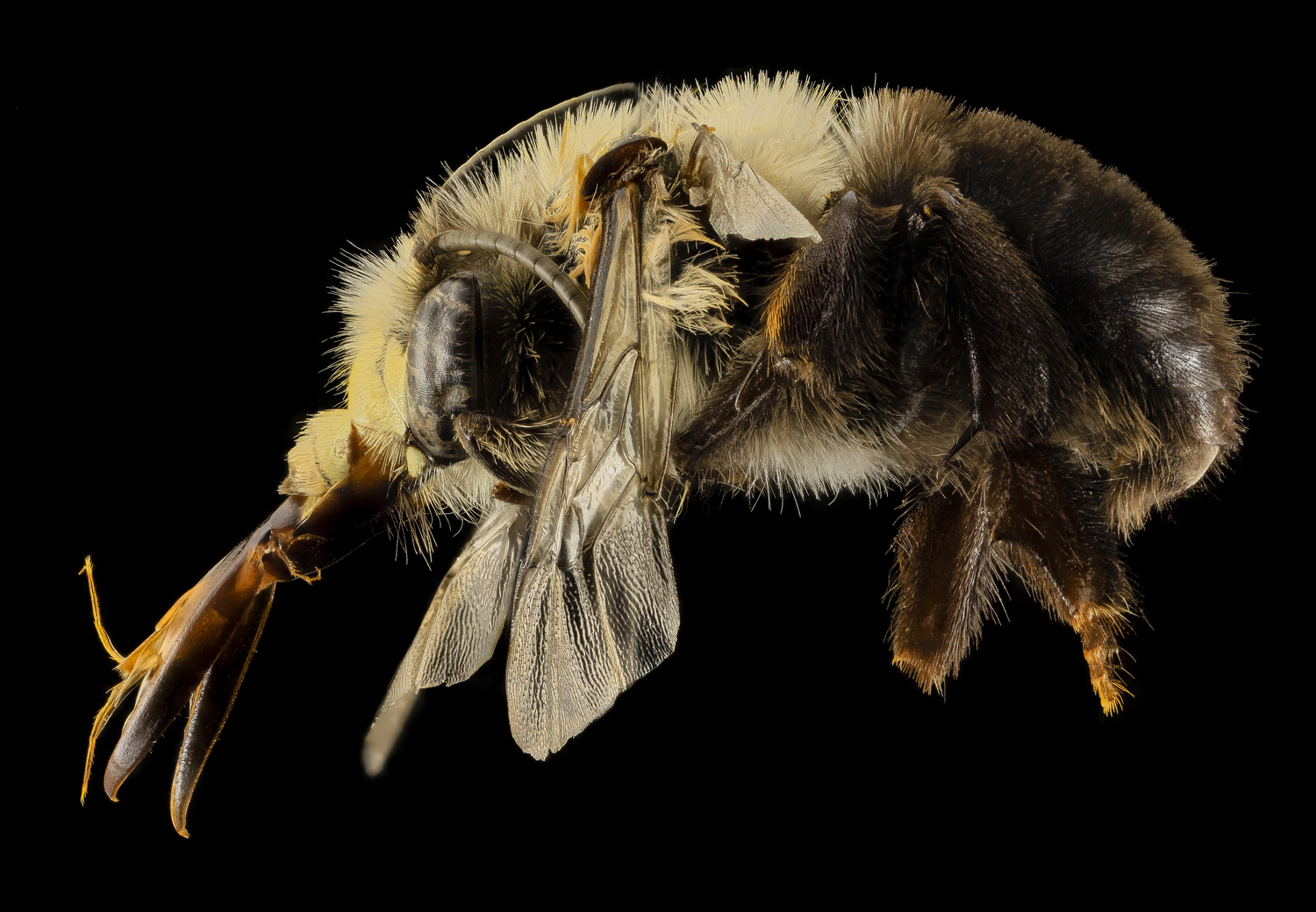 A mustached miner bee. COURTESY SAM DROEGE, U.S. GEOLOGICAL SURVEY BEE LAB