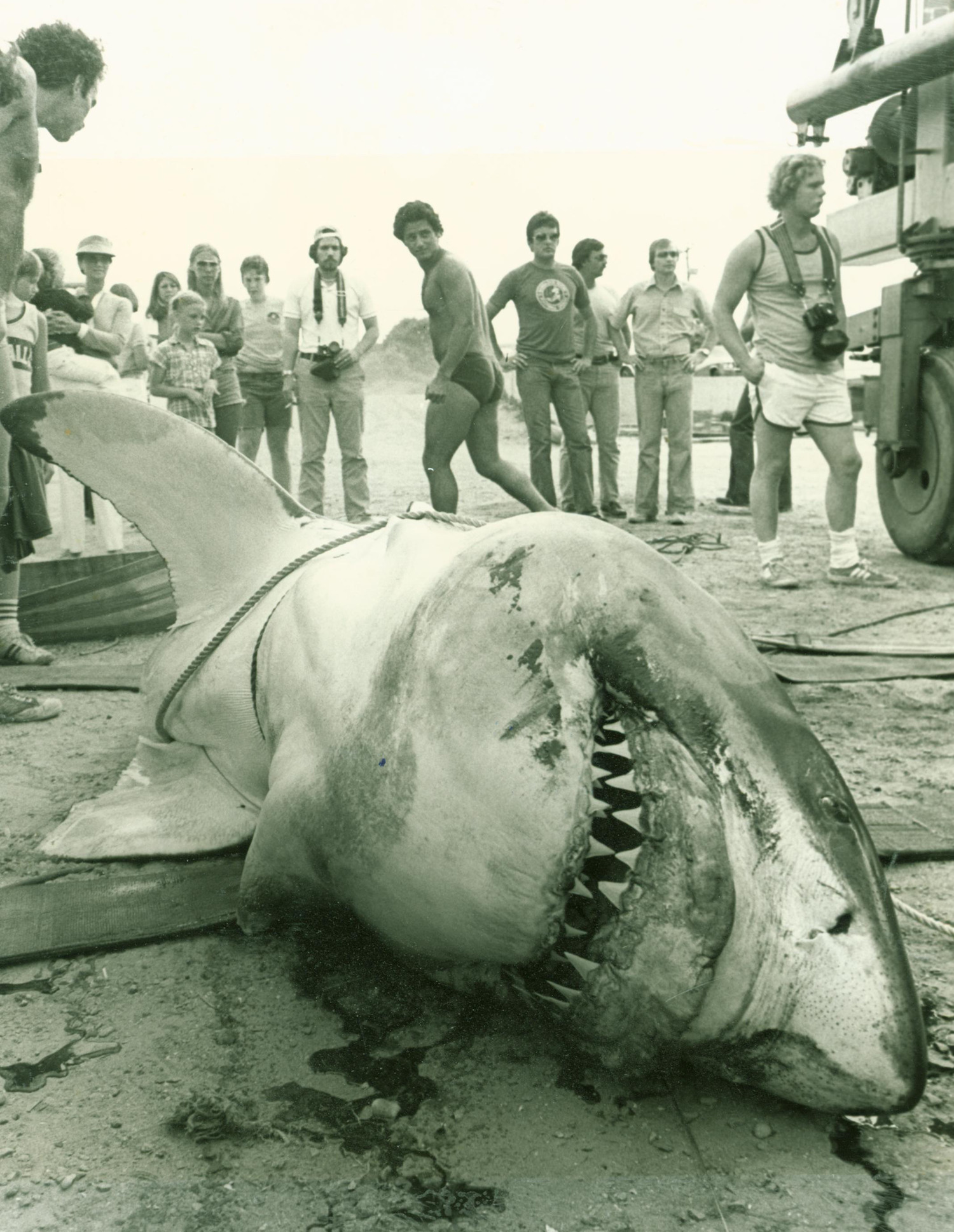 A Great White shark caught by Montauk Captain Frank Mundus.  FILE PHOTO