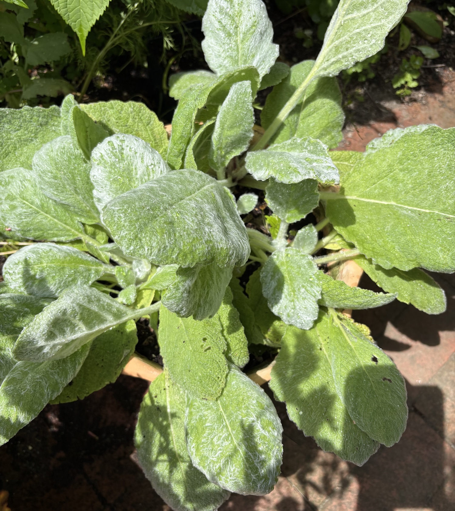 Salvia argéntea.  LINDA WHITAKER