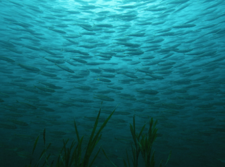 Blue Carbon Presentation with CCE Marine