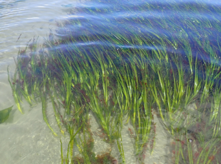 Marine Meadows Workshop