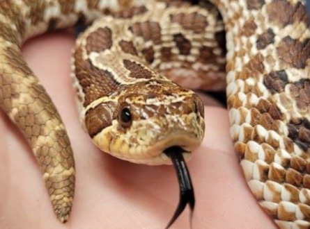 Sensational Snakes!