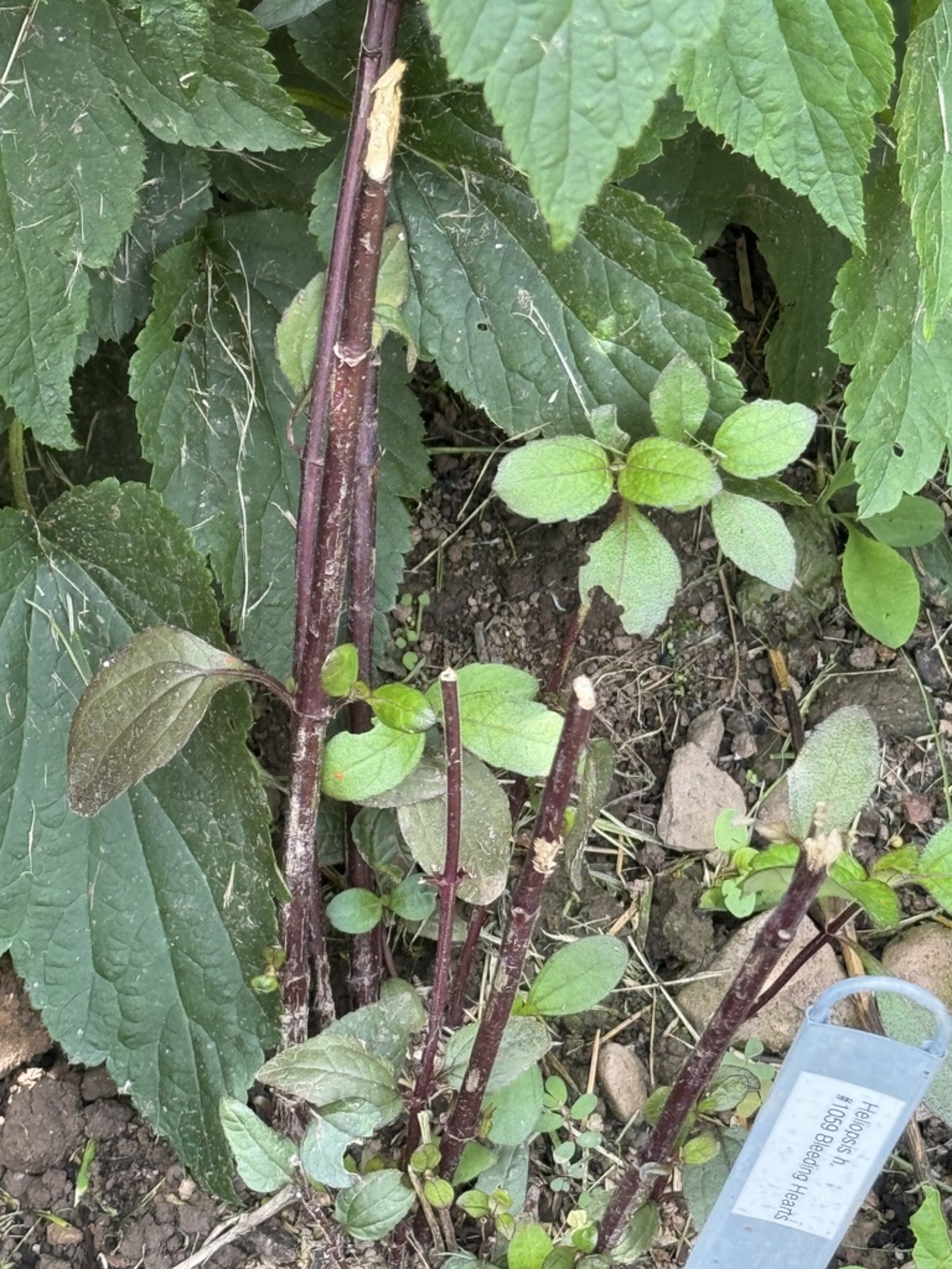 Heliopsis helianthoides “Bleeding Hearts,” but not much of it. When the rabbits were done all that was left were the stems and a few leaves.  ANDREW MESSINGER