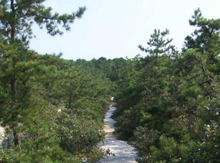 Guided Hike to the Dwarf Pines