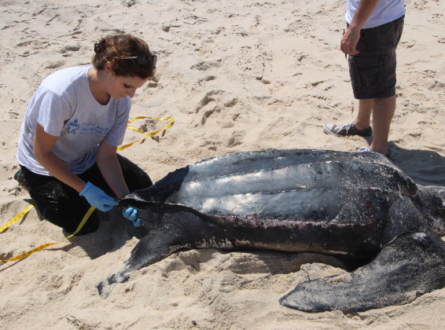Saving Cold-Stunned Sea Turtles with AMSEAS