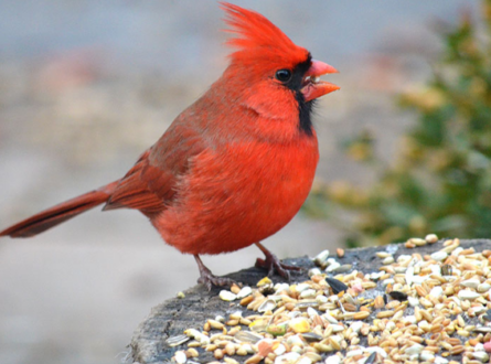 Annual Bird Seed Sale Fundraiser