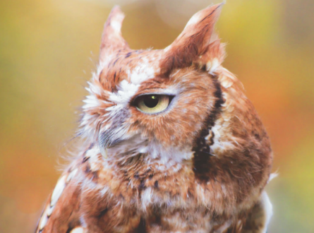 Owl Animal Ambassador Storytime