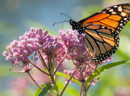 Pollinator Garden Tour (hosted by Greater Westhampton SAP)