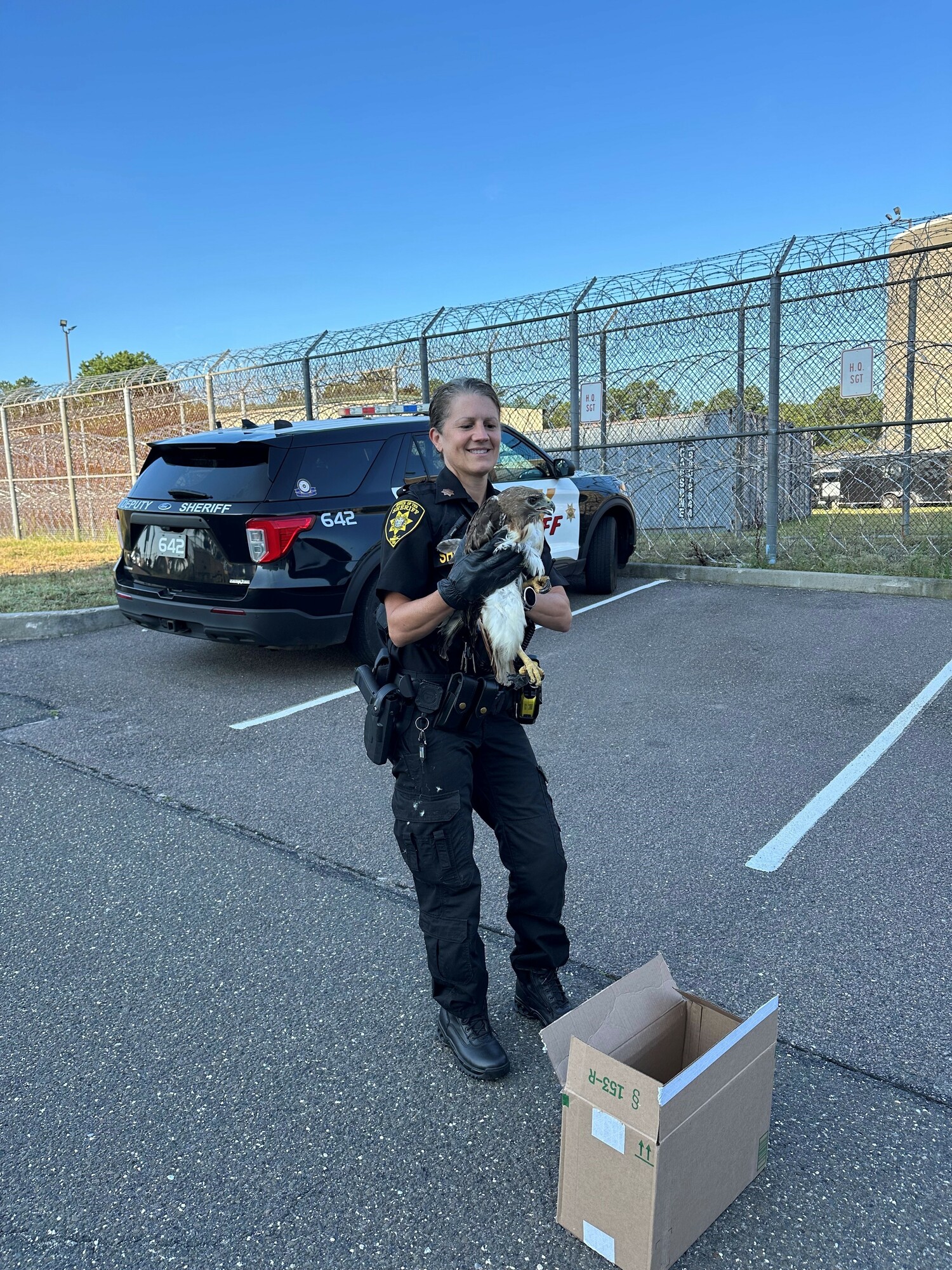 Suffolk County Sheriff's Deputy Anita Caruso with a red-tailed hawk that she rescued from the side of the road in Eastport. COURTESY SUFFOLK COUNTY SHERIFFS DEPARTMENT