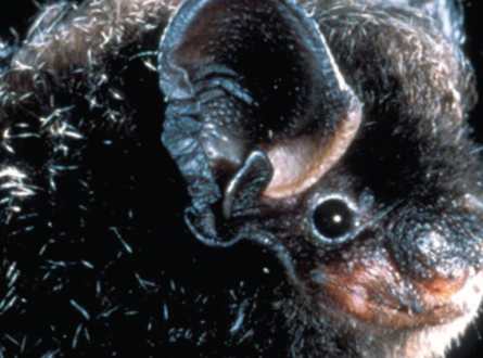 All About Bats! Outdoor Lecture