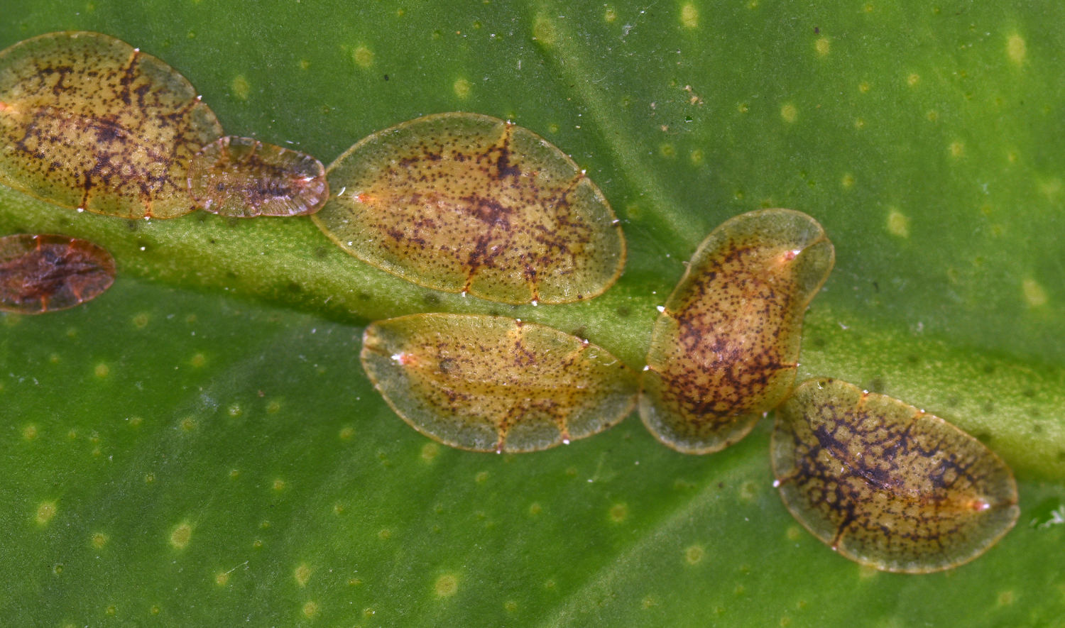 Scale can occur singly or as a group. These are mature scales that are immobile. The best and safest way to treat them is with an ultra-fine horticulture oil as a spray (the whole plant) or a dunk. AMADA44 VIA WIKIMEDIA COMMONS | CC BY-SA 3.0