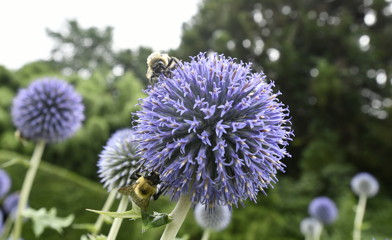 Bumble bees on a thistle at Bridge Gardens.  DANA SHAW