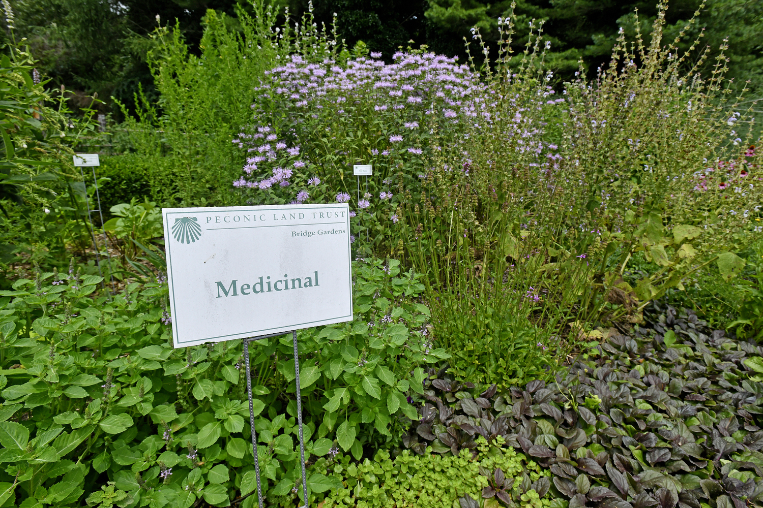 The herb garden at Bridge Gardens.  DANA SHAW
