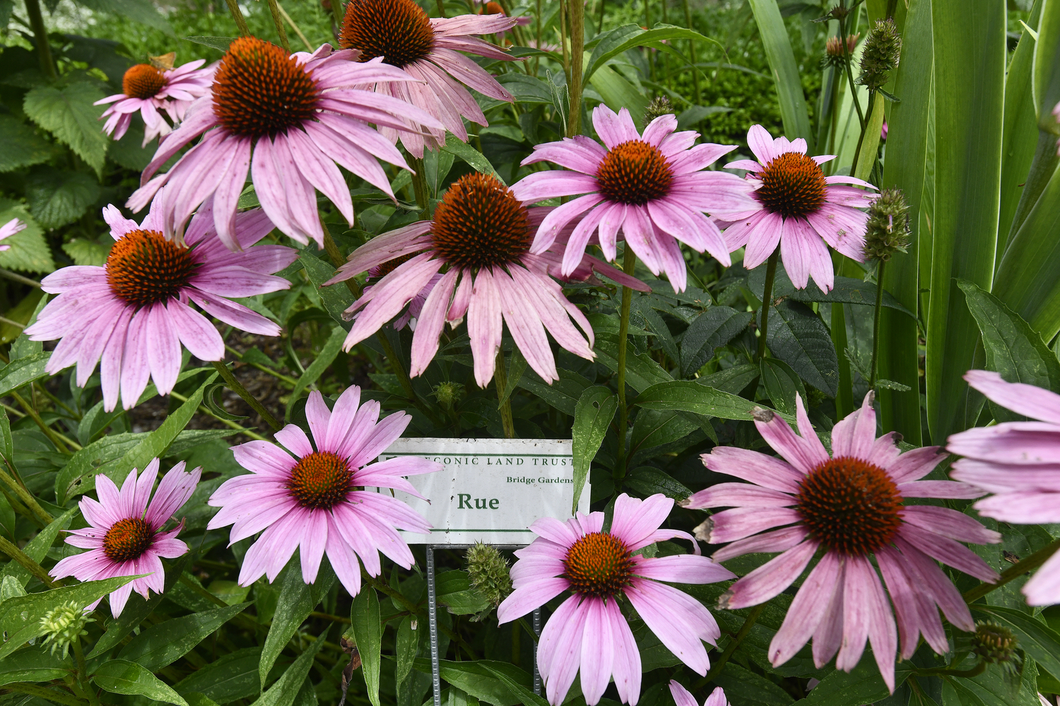 Bridge Gardens in in bloom.  DANA SHAW