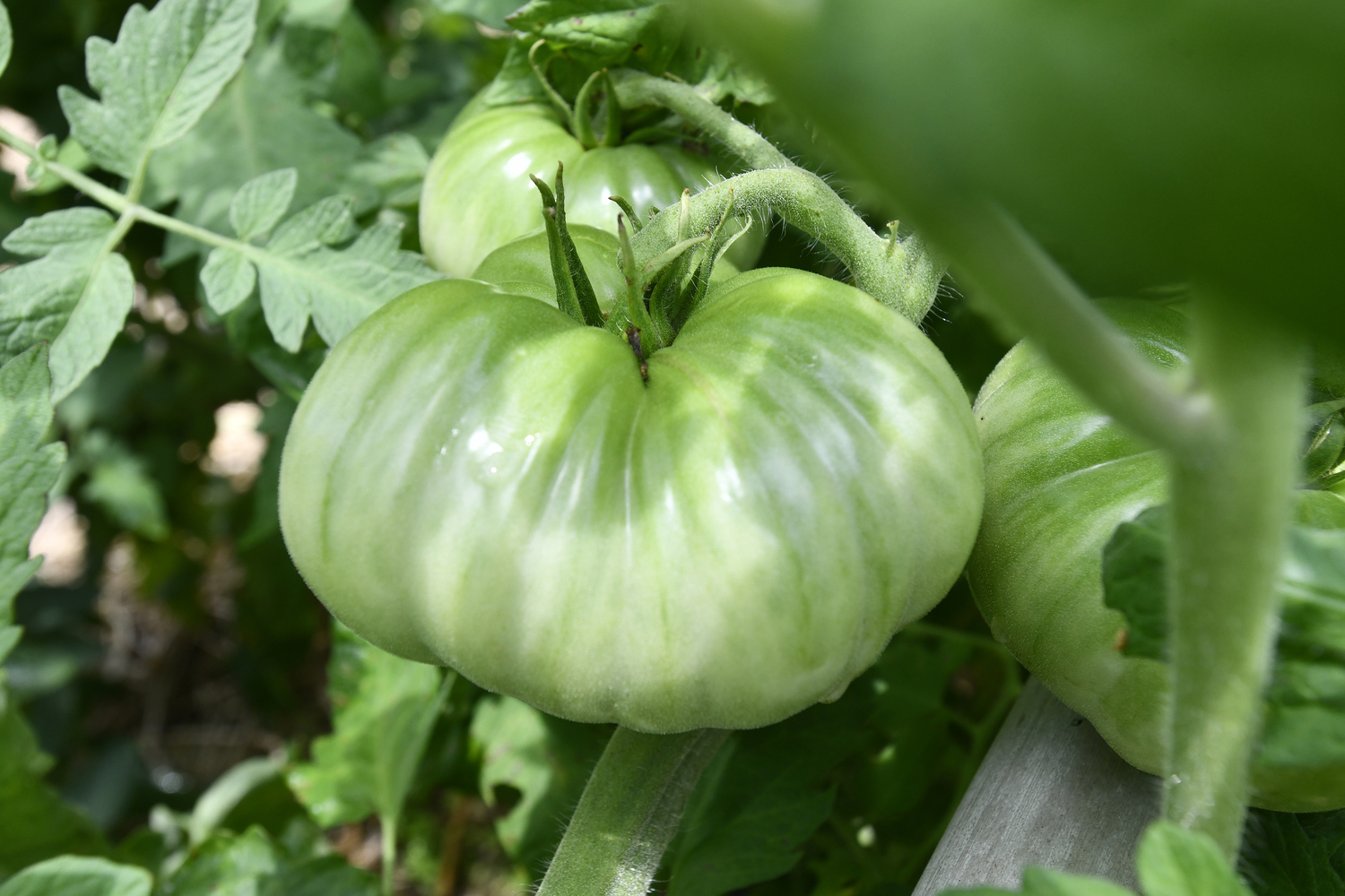 Tomatoes in the vegetable garden.  DANA SHAW