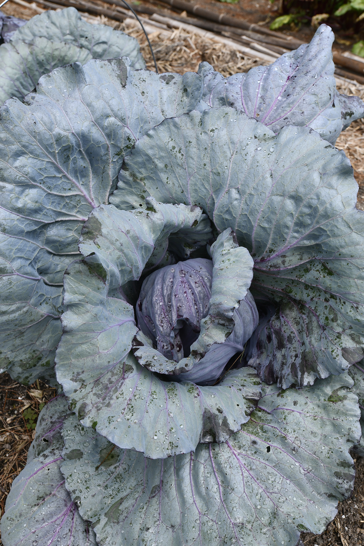 Cabbage in the vegetable garden.  DANA SHAW