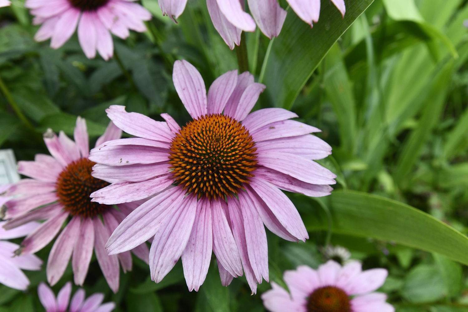 Bridge Gardens is in bloom.  DANA SHAW