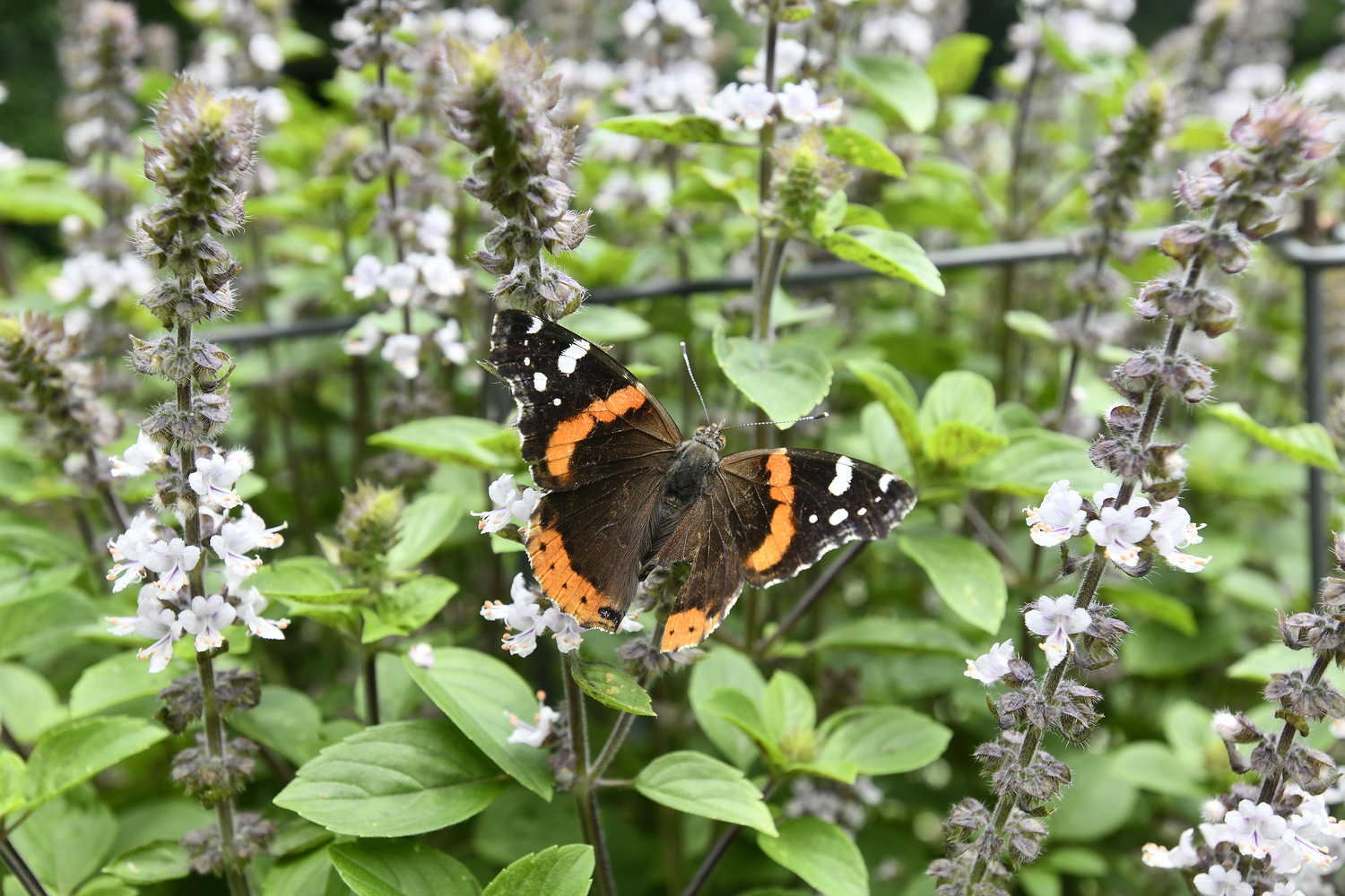 Pollinators, like this red admiral butterfly, visit Bridge Gardens.  DANA SHAW