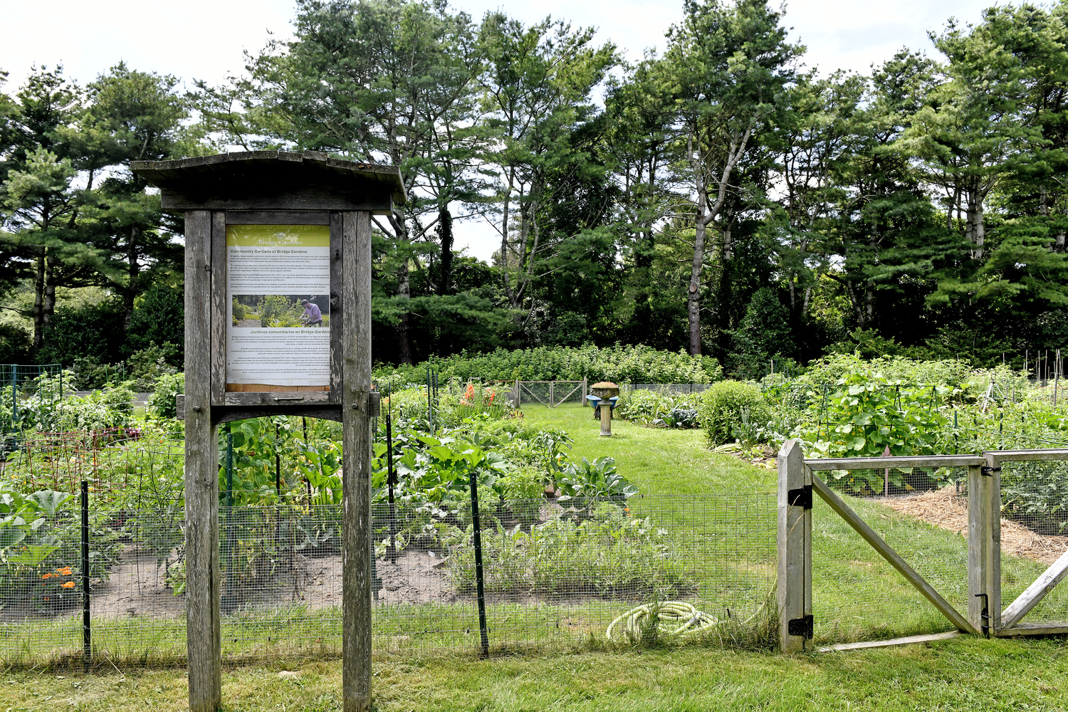 The community garden at Bridge Gardens.  DANA SHAW