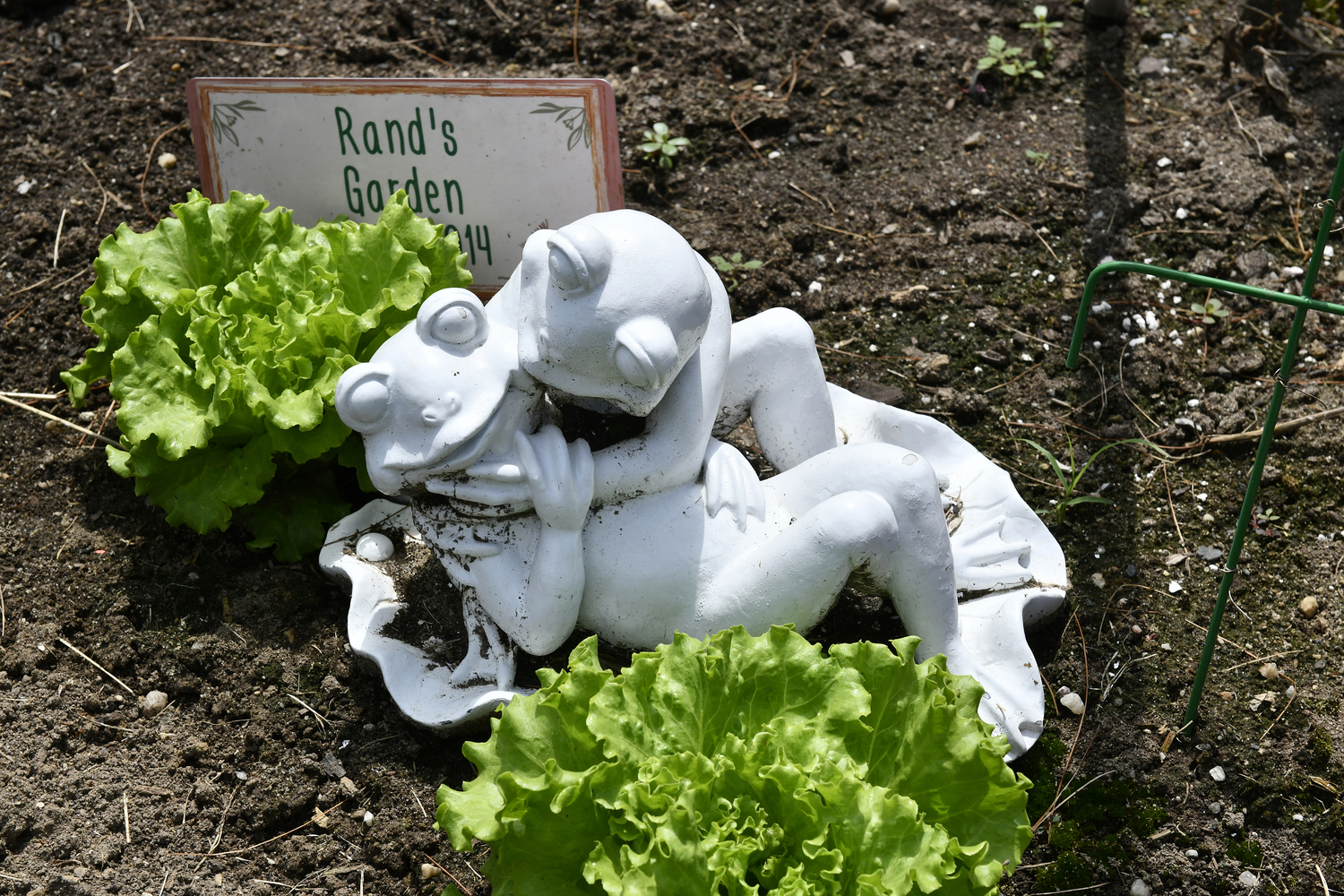 The community garden at Bridge Gardens.  DANA SHAW