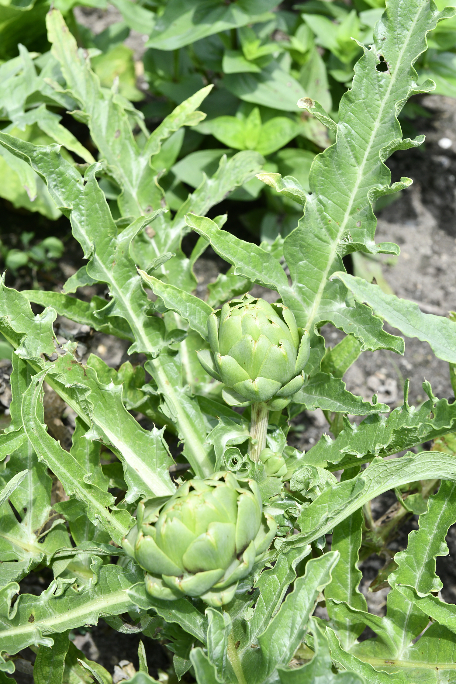 Artichokes in the community garden.  DANA SHAW