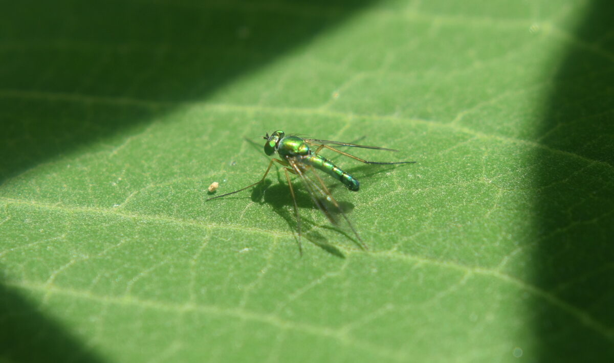 A longlegged fly. Its diet includes pests like aphids, mites, and thrips.  BRENDAN J. O'REILLY