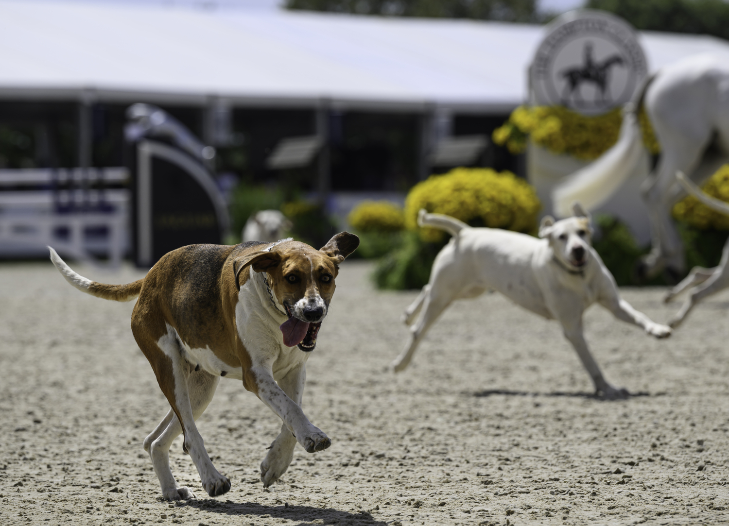 Who let the dogs out?  MARIANNE BARNETT