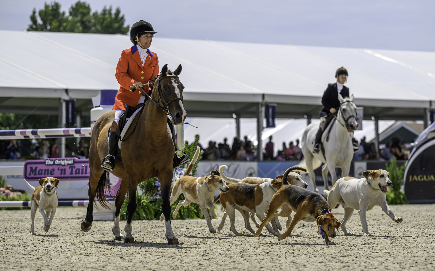 Smithtown Hunt members with their dogs.  MARIANNE BARNETT