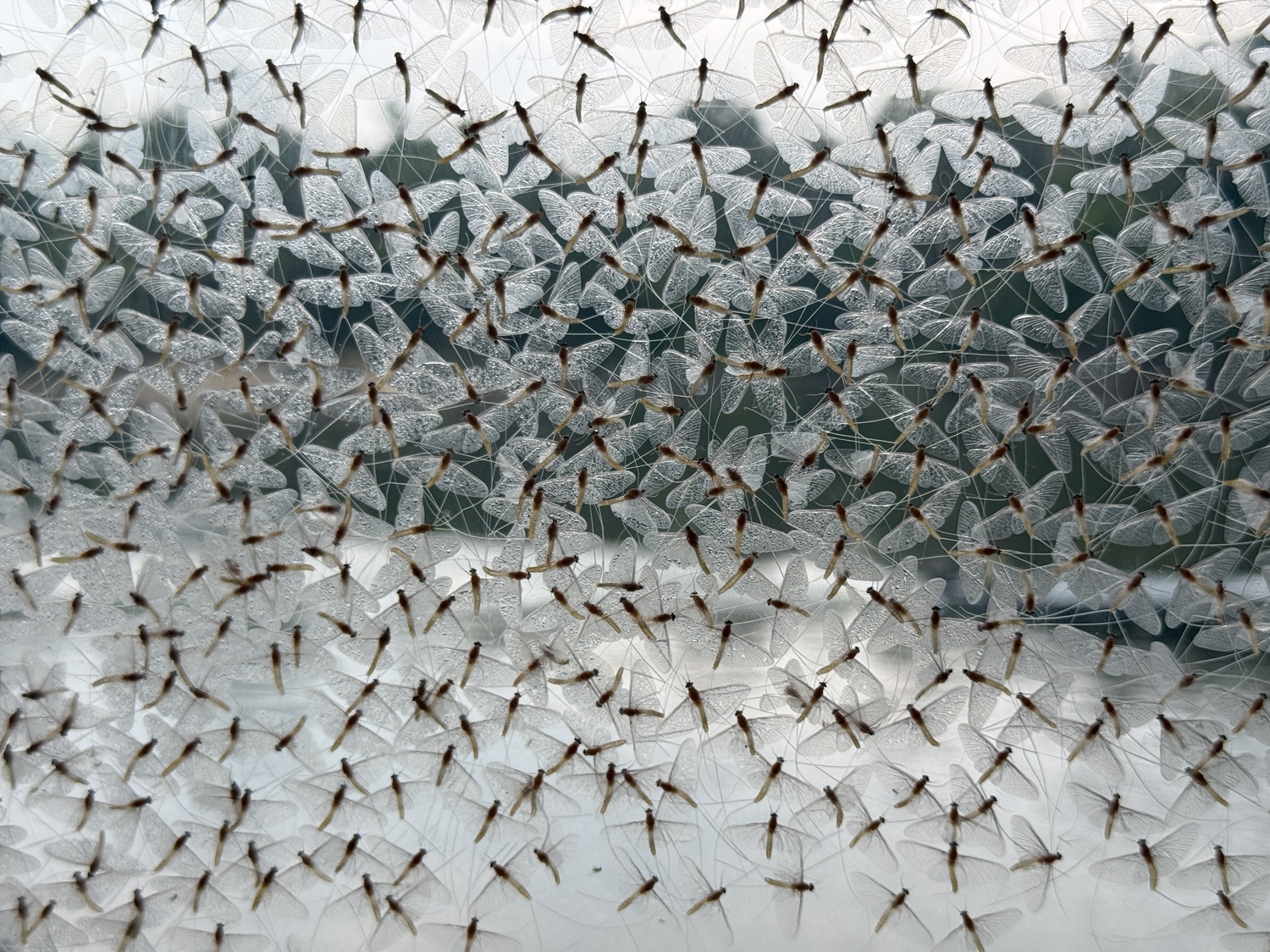Mayflies