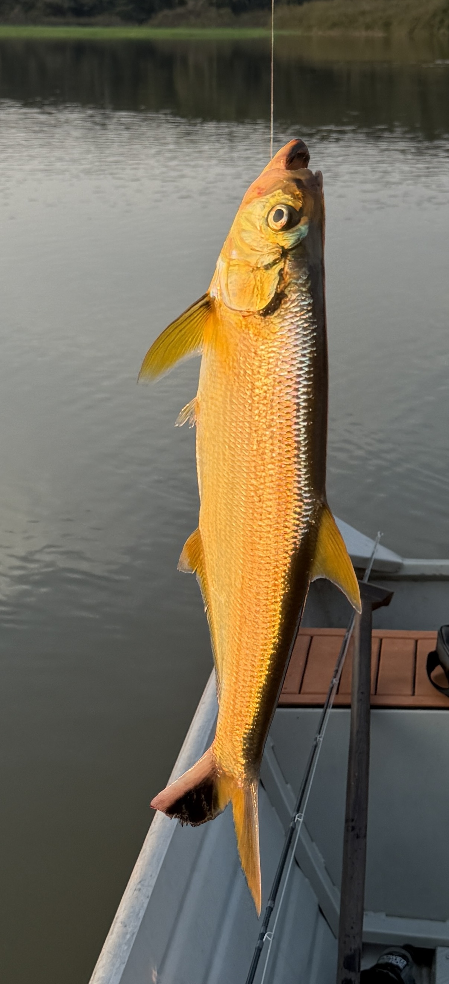 The sunset reflecting off a fresh catch.