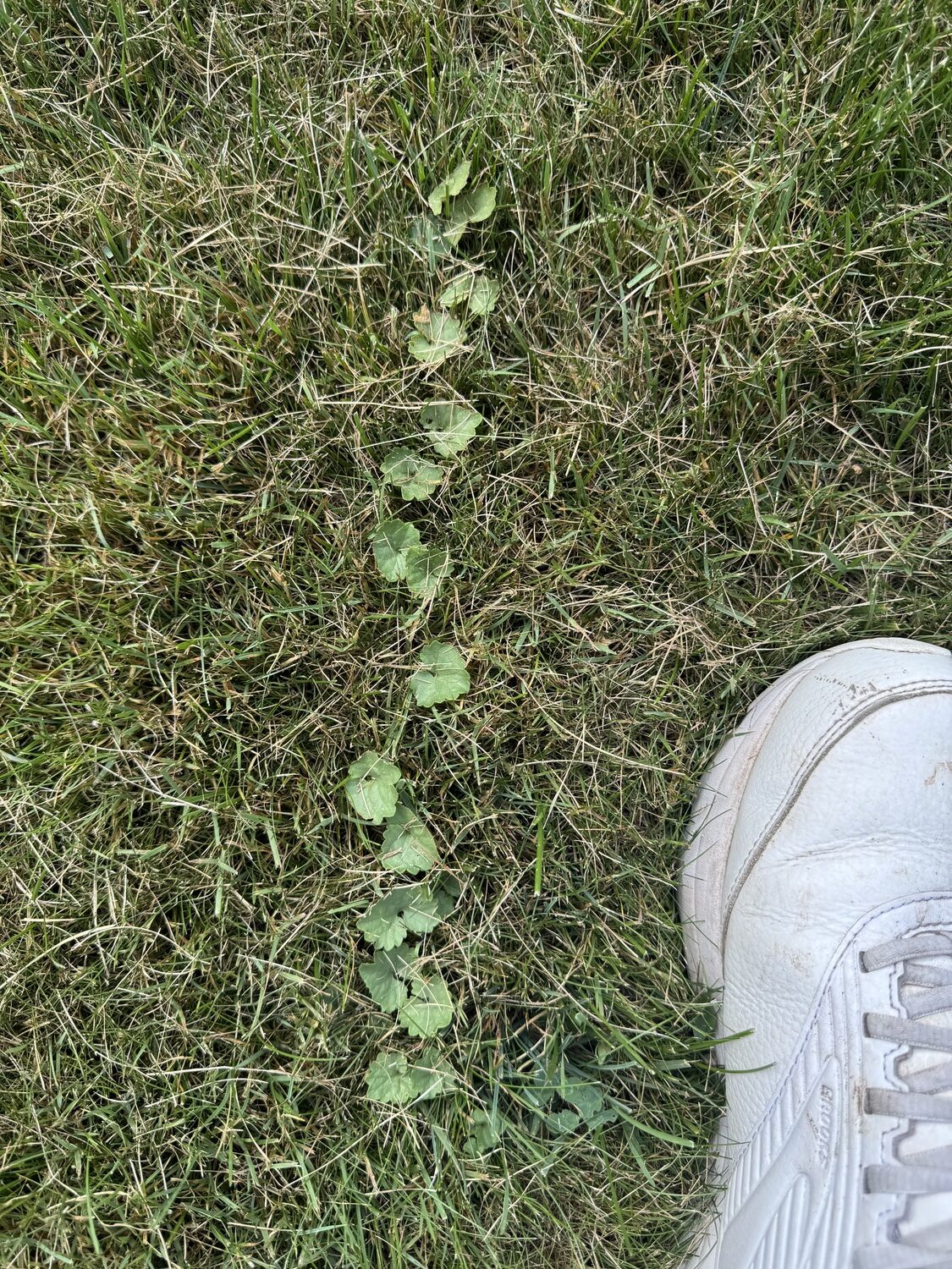 Ground ivy can easily be the most difficult weed to control in the lawn. The horizontal stem can be several feet long. Sever it at any point and it will regrow. When hand pulling, be sure to remove all the stem parts and leaves. Only the strongest broadleaf herbicides work on this one. ANDREW MESSINGER