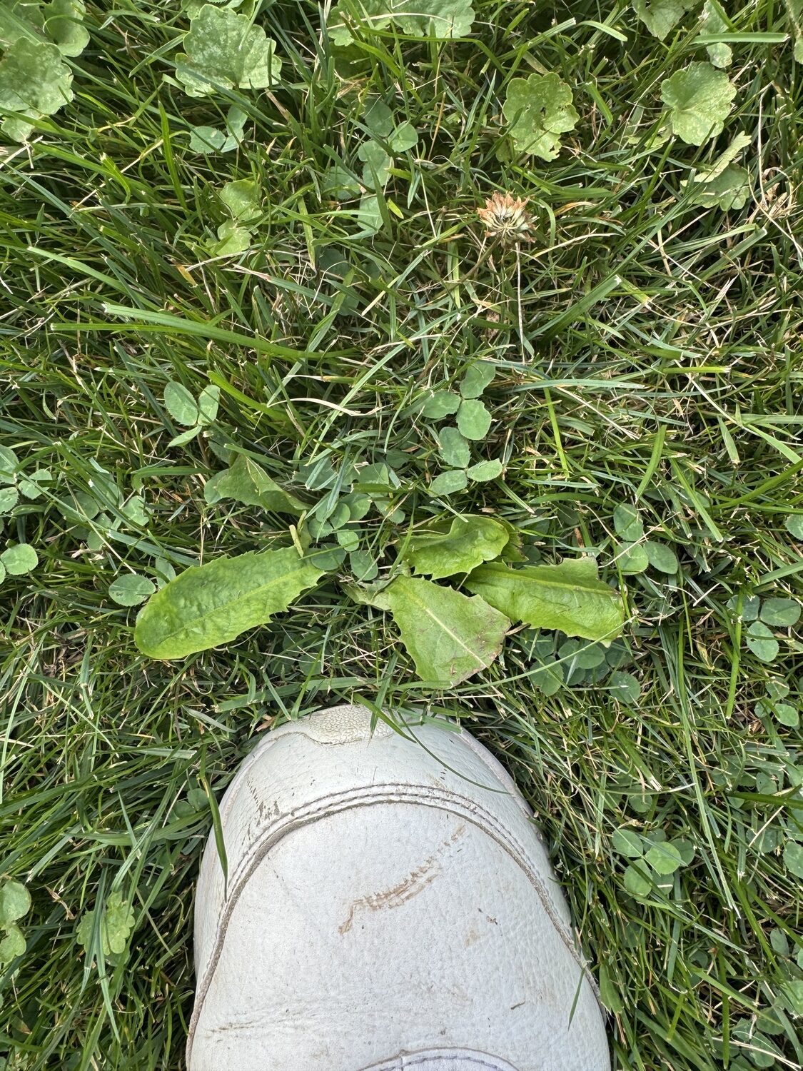 A young dandelion plant at the tip of the sneaker. This is easily treated with a trigger bottle of an RTU (ready to use) herbicide, a spot treatment or a weed removal took that gets the root as well. ANDREW MESSINGER