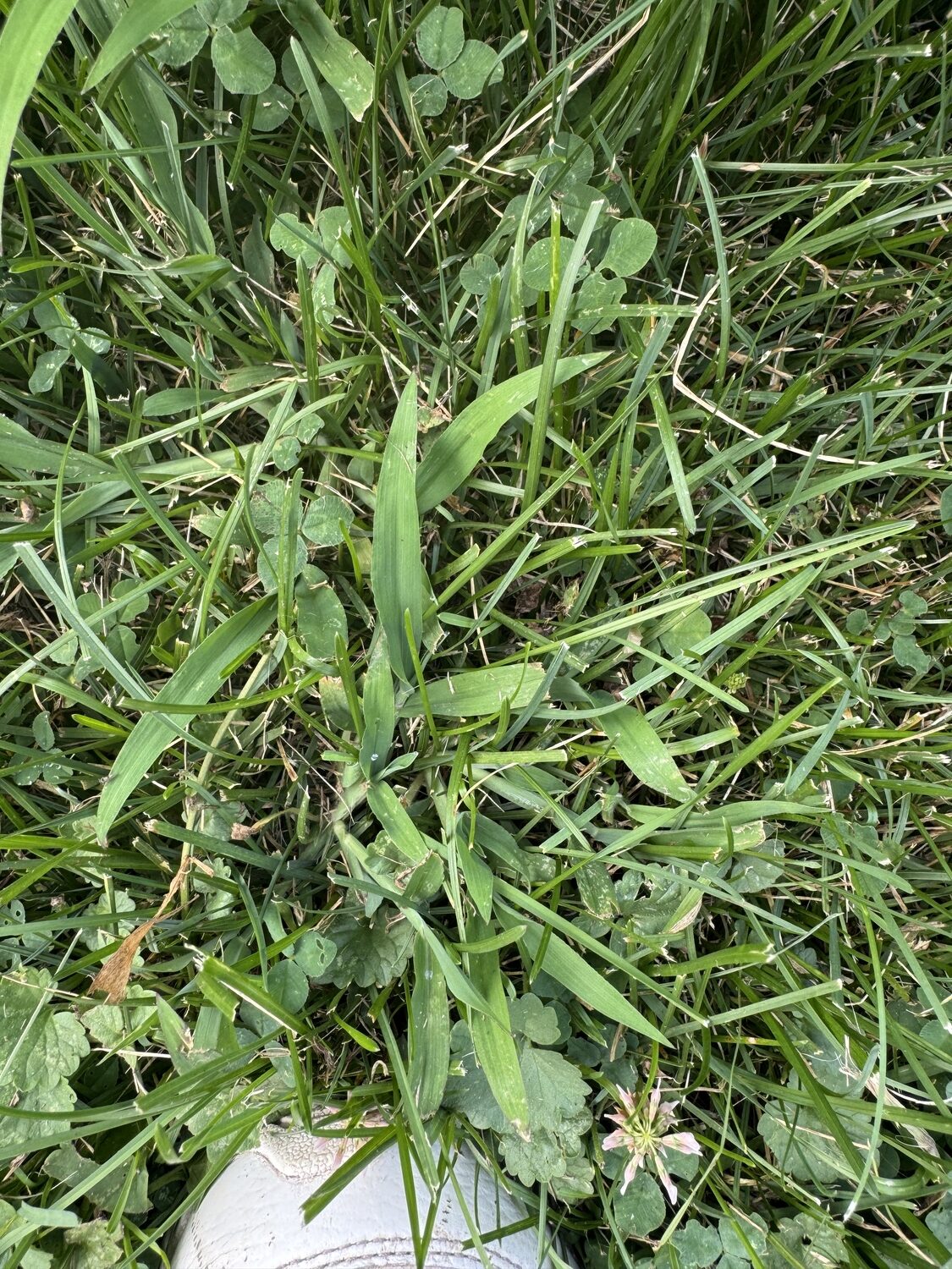 Crabgrass can blend well into a lawn when it first shows up. Then it sets seed and returns with a vengeance the following year. Broadleaf herbicides won’t work so look for one with crabgrass specifically on the label. Remember this is an annual weed. Once it’s gone to seed there’s no point in removing or killing it. ANDREW MESSINGER