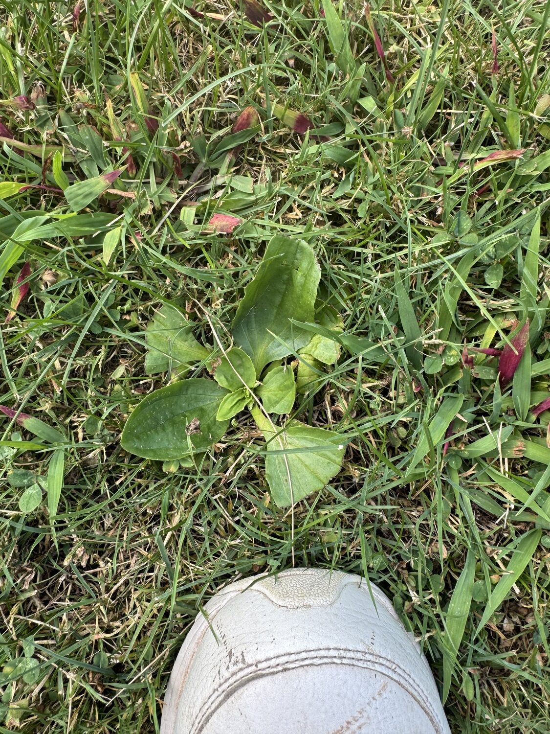 This is a plantain, which is a broadleaf perennial weed. This one is surrounded by sprigs of crabgrass. Like dandelions, the plantain must be removed, roots and all, or treated with a broadleaf herbicide.   ANDREW MESSINGER