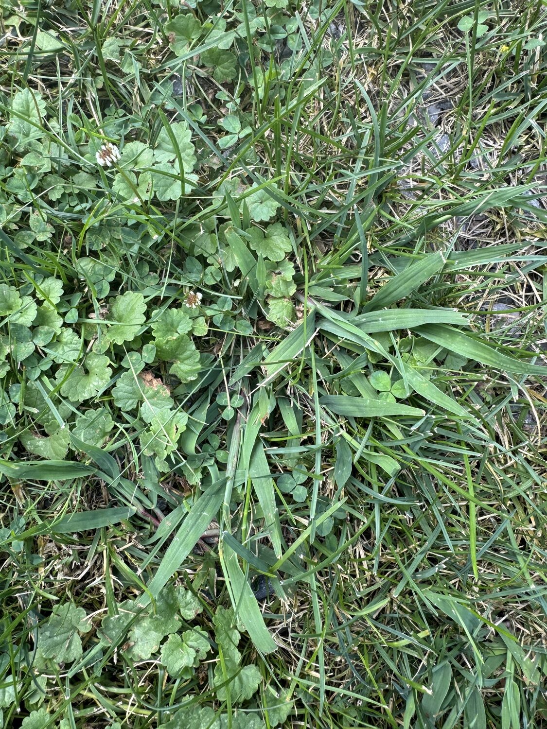 Crabgrass (right center) growing alongside a mass of ground ivy. This occurred at the edge of the driveway where it’s always hot and dry with the lawn grasses receding.  Since these are an annual and perennial weeds, two different herbicides may be necessary. ANDREW MESSINGER