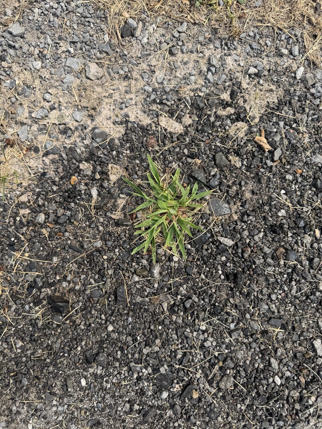 Crabgrass will also grow in your driveway and gravel paths. Easy to just reach down and pull this one out. but that needs to be done before it sets seed. ANDREW MESSINGER