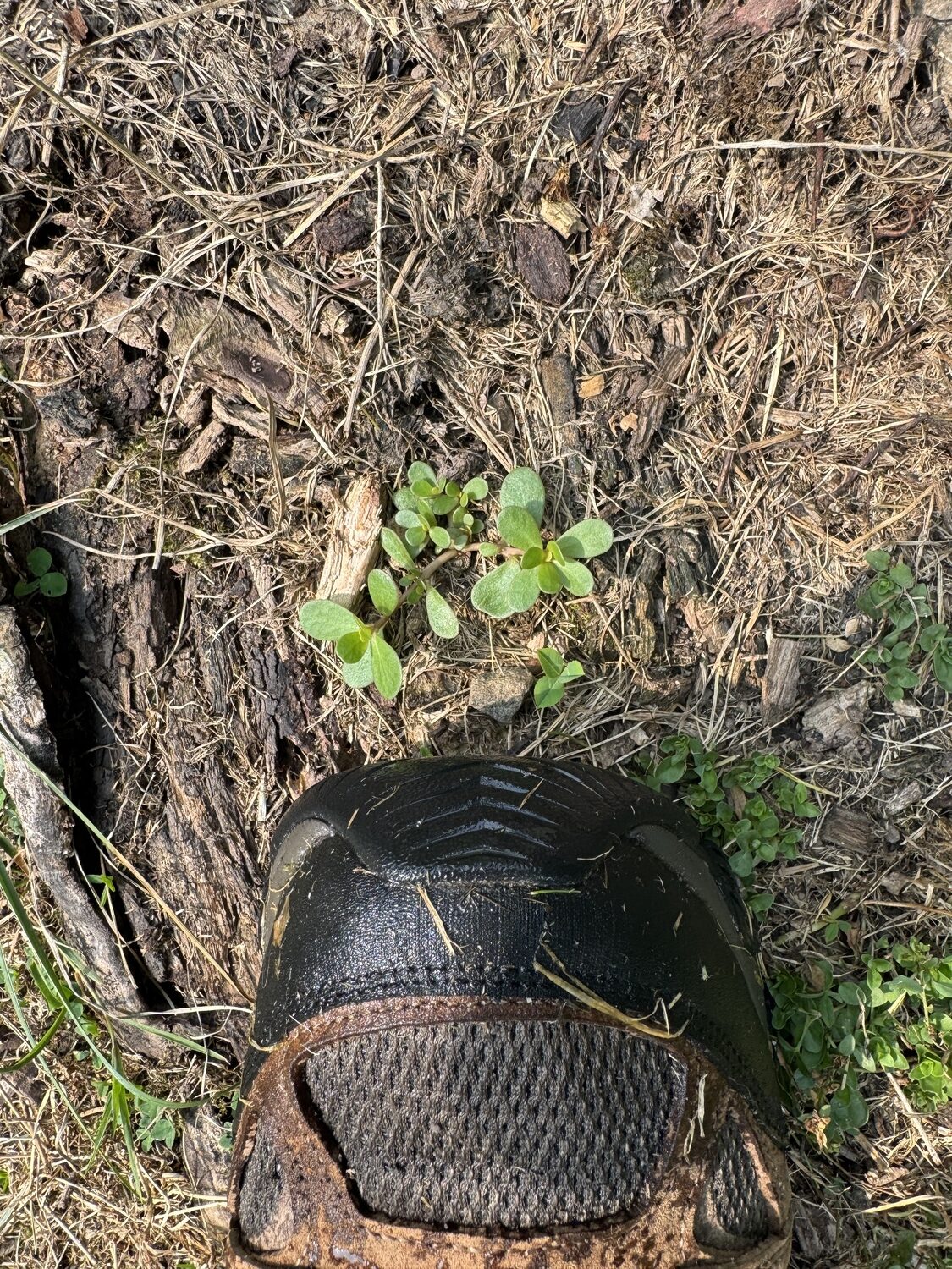At the tip of my boot is a sprig of purslane. This is a succulent weed, and any part left behind, stem or just a single leaf, will form a new plant. A single spray of horticultural vinegar will usually kill it within hours. Just get it completely covered.  ANDREW MESSINGER