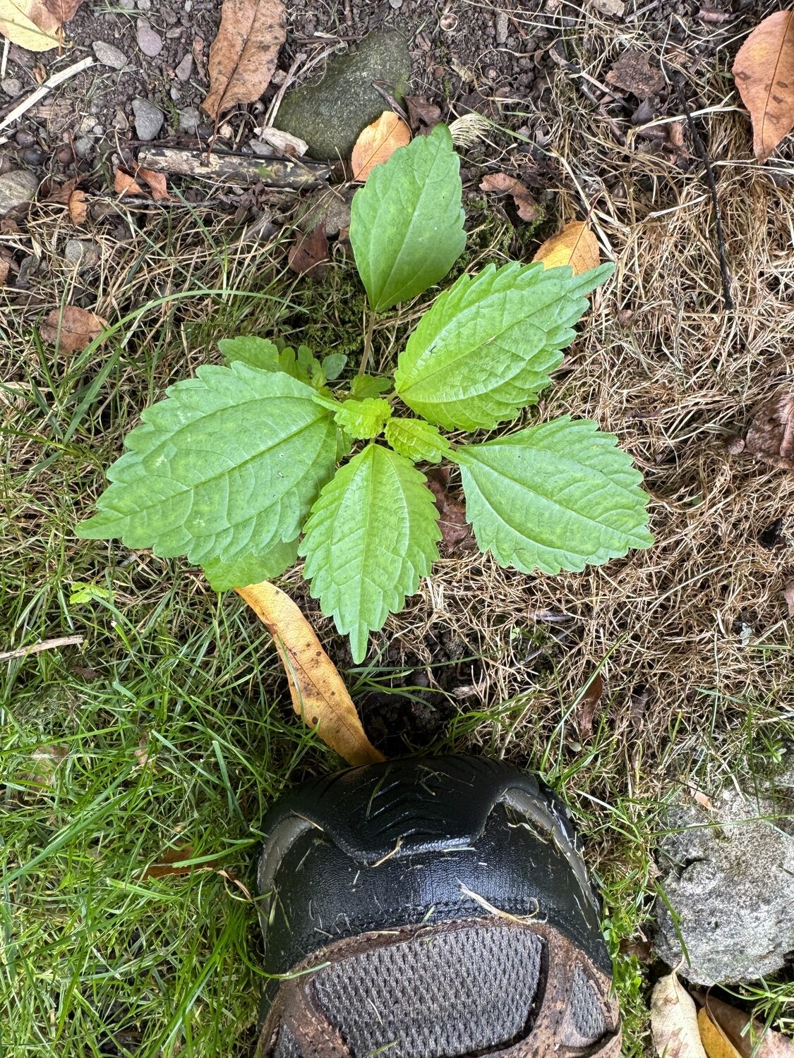 Perilla, or perilla mint, is an annual weed that can be found at the lawn edge, garden edges or within gardens and beds. It’s easily pulled out or hoed but needs to be removed before it goes to seed or it will be a nuisance next year. It also responds well to vinegar.  ANDREW MESSINGER