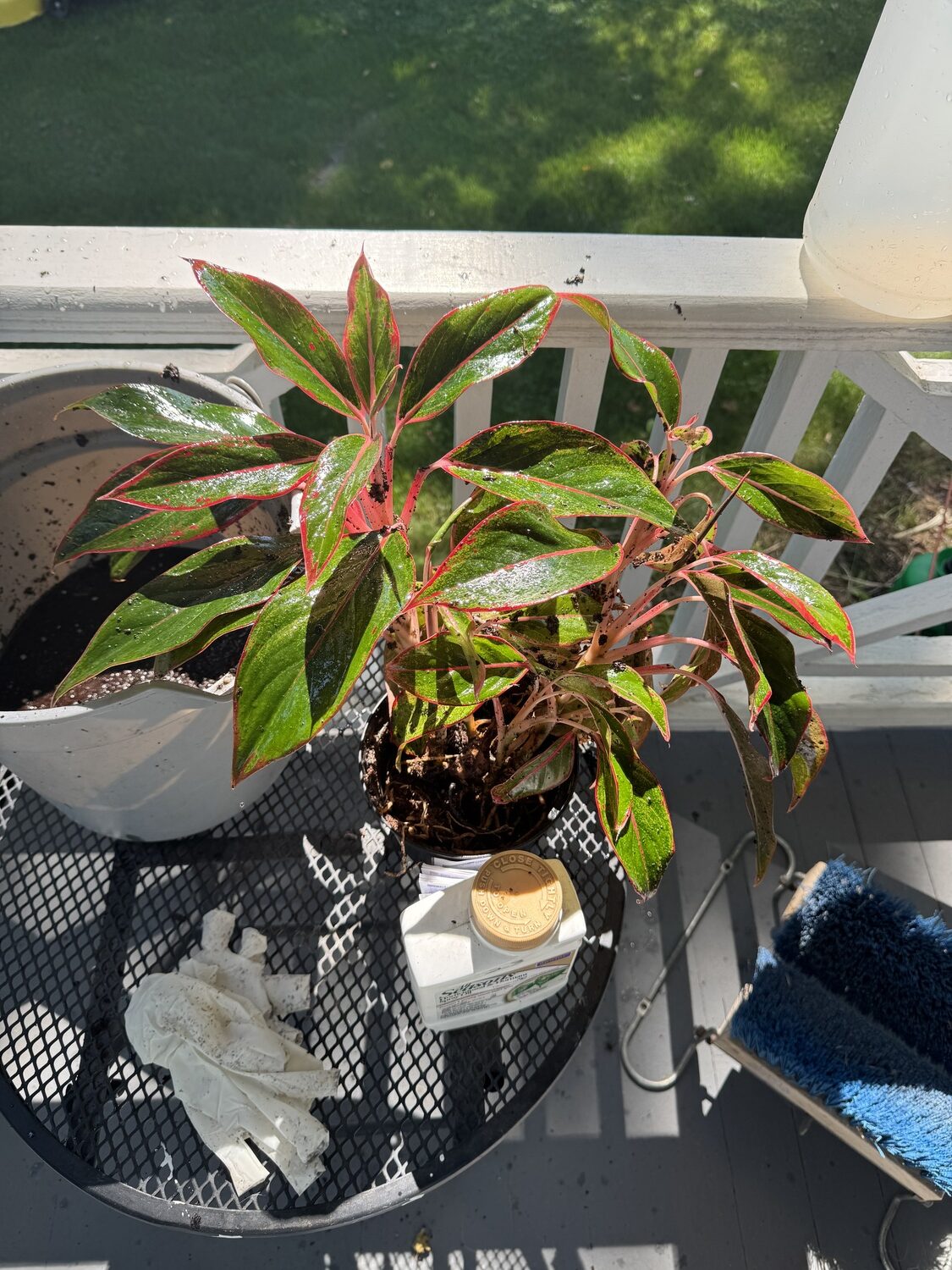Just dunked, the plant now has to be moved to a shady spot to dry before going back indoors.  ANDREW MESSINGER