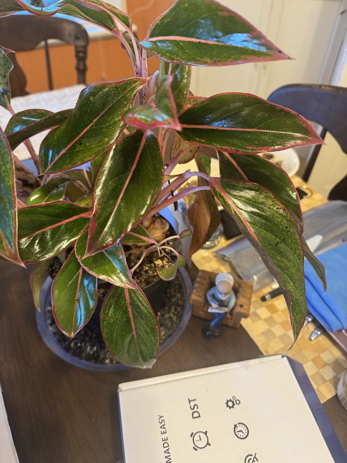 When dried, the plant was moved back to its home on the kitchen table. The shine on the leaves will slowly fade over a period of a week or so. The process should be repeated in about two weeks. The stippling, or yellow spots, on the foliage is not from spider mite damage.  ANDREW MESSINGER