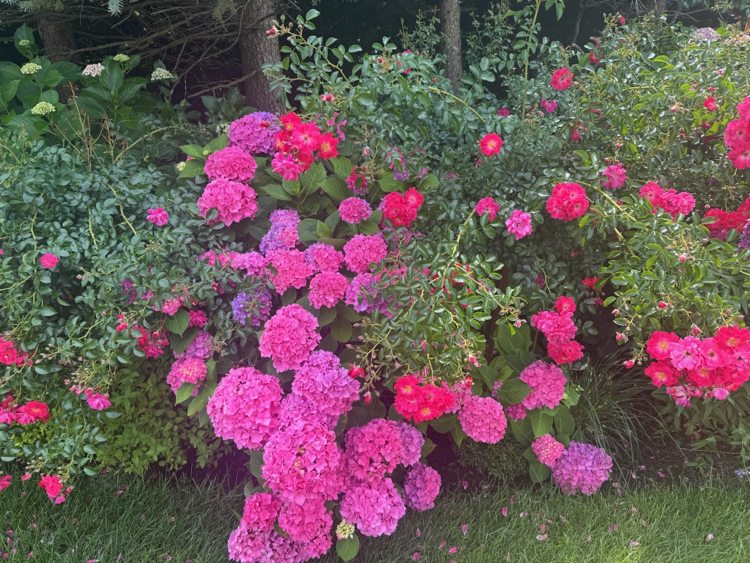 NancyJane and Jeff Loewy’s garden in Southampton.  COURTESY NANCYJANE LOEWY