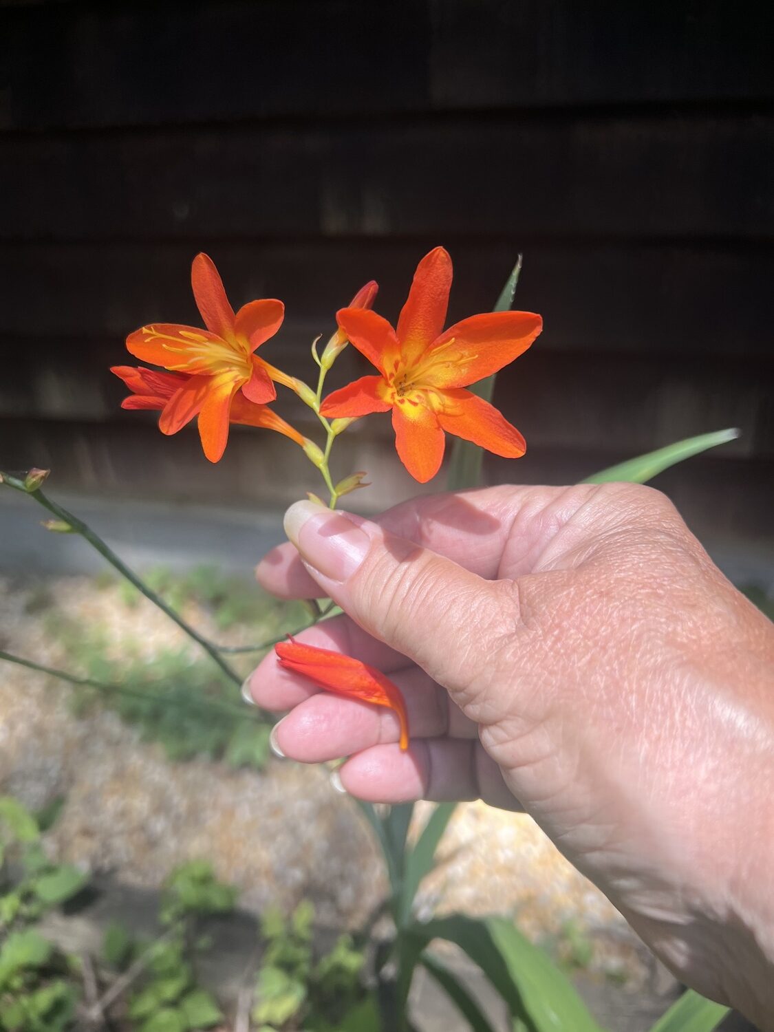 Crocosmia, another self-pollinator.
 LISA DAFFY