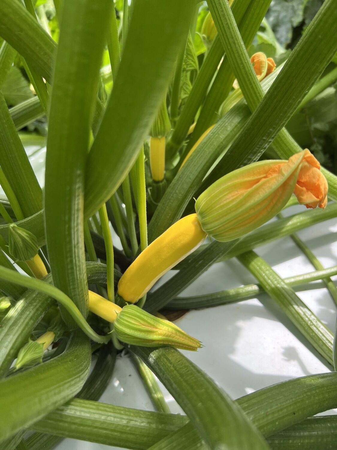 Female squash flowers.    ELIJAH HALSEY