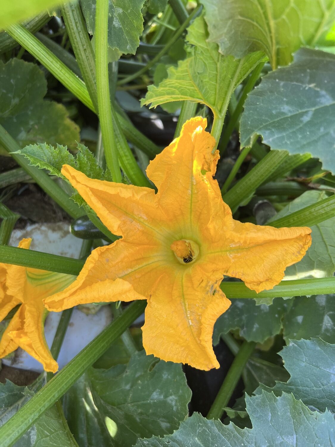 A squash bee on a female squash flower.  ELIJAH HALSEY