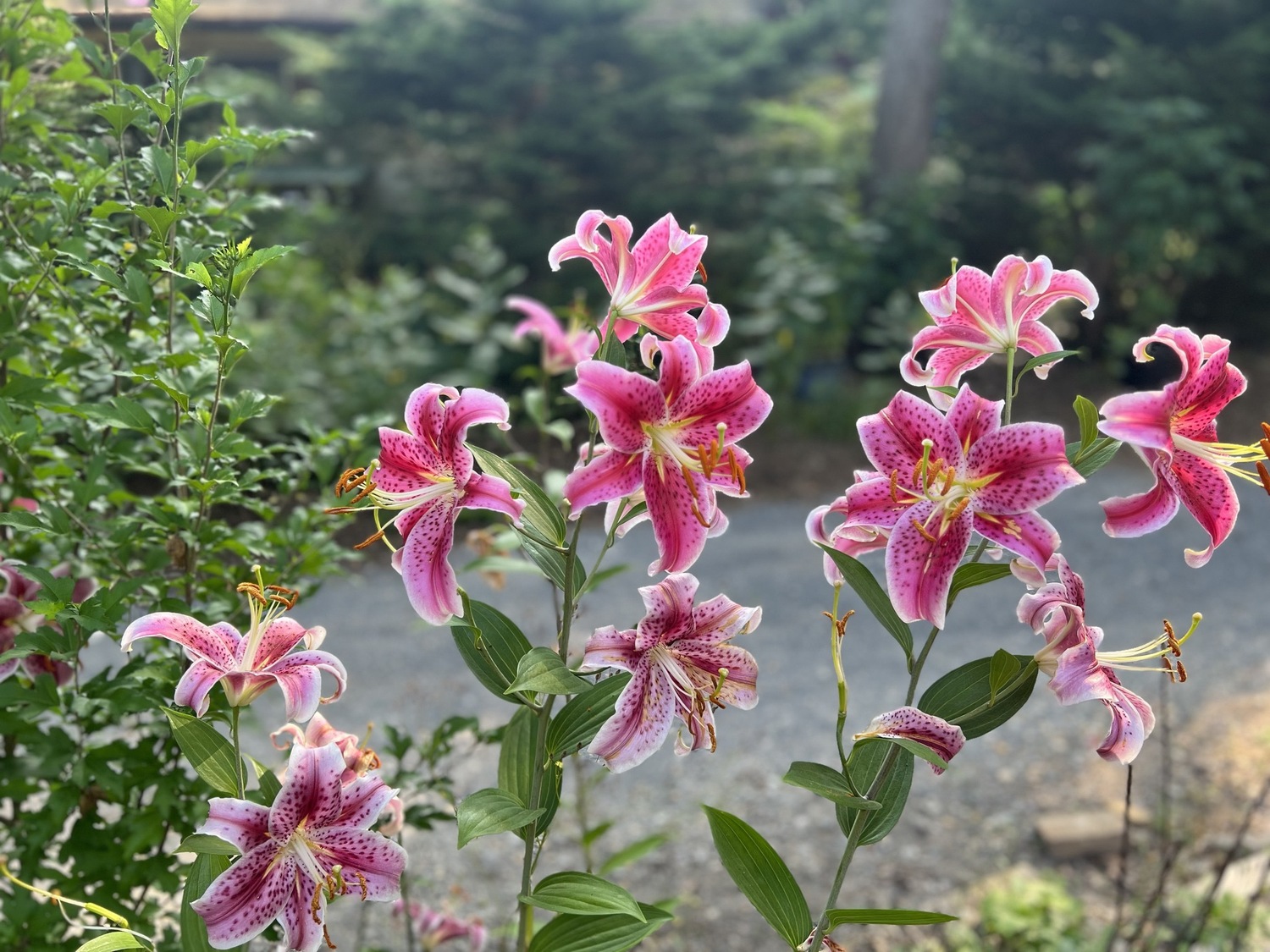 Stargazer lilies.  LISA DAFFY